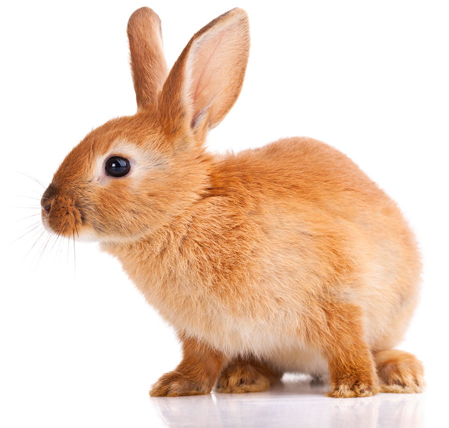 Premium Plus Mascot